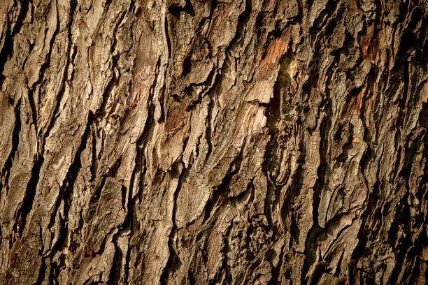 texture de - lumber industry timber tree redwood photos et images de collection