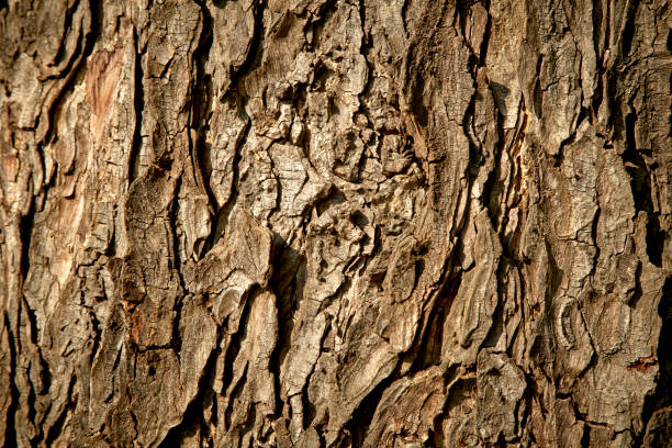 texture de - lumber industry timber tree redwood photos et images de collection