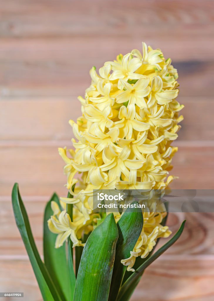 Amarillo Hyacinthus Orientalis Bulbo De Flores De Jacinto De Jardín Fondo De Madera Foto de stock y más banco de imágenes de Arreglo floral - iStock Amarillo Hyacinthus Orientalis Bulbo De Flores De Jacinto De Jardín Fondo De Madera Foto de stock y más banco de imágenes de Arreglo floral - iStock