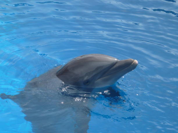 istock Bottlenose Dolphin close up in Florida 646414036