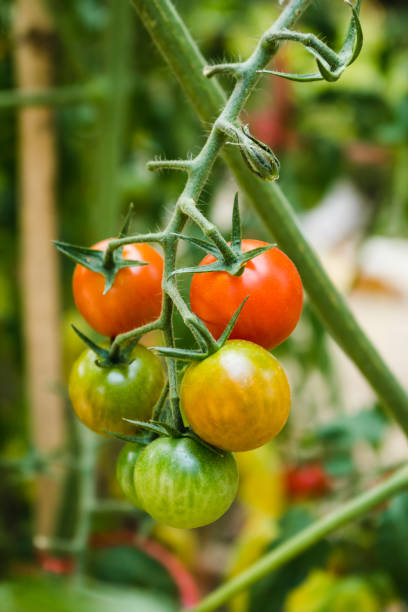 istock Ripe fresh tomatoes. organic tomatoes growing on a branch. 646414792