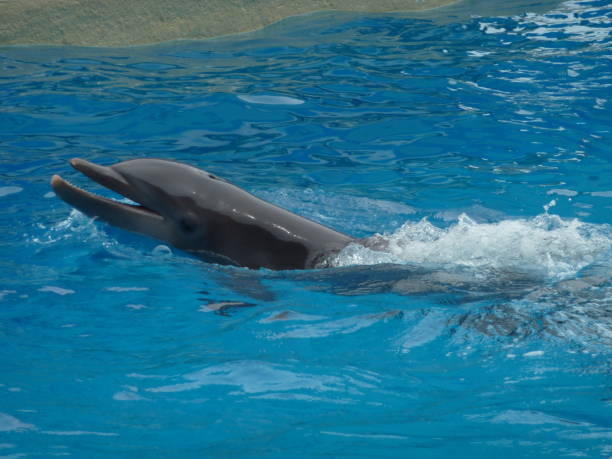 istock Cute dolphin swimming around 646415292