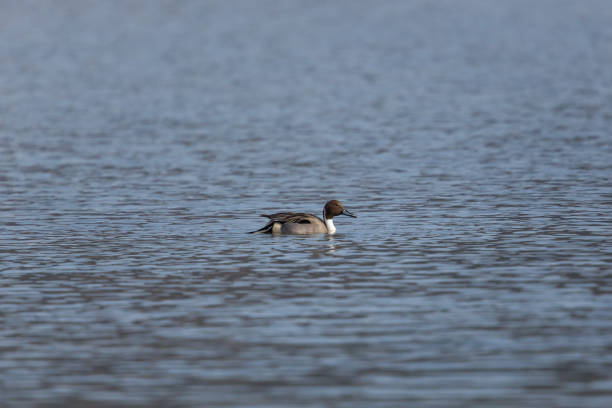 istock male northern pintail (Anas acuta) swimming 646415664