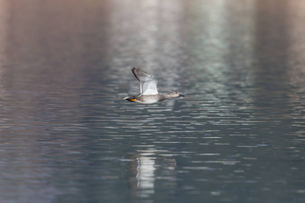 istock male gadwall duck (Anas strepera) flying 646416166