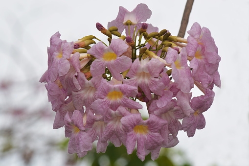 Tabebuia heterophylla (Pink Trumpet Tree )