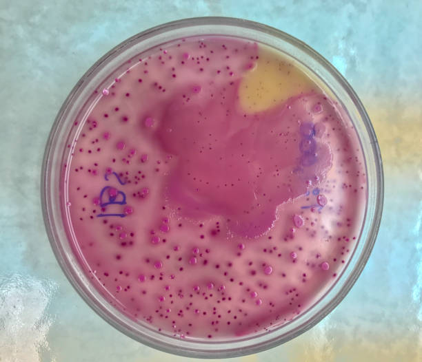 microbiologia em laboratório - petri dish bacterium microbiology streptococcus - fotografias e filmes do acervo