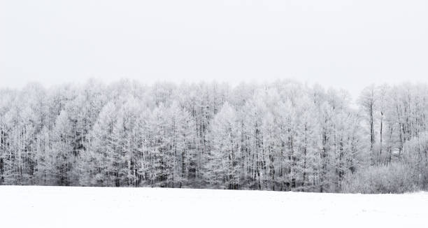 istock White winter landscape in the forest. 646424730
