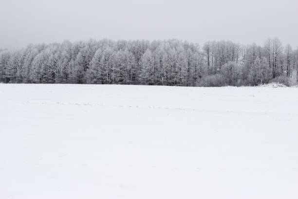 istock White winter landscape in the forest. 646424770