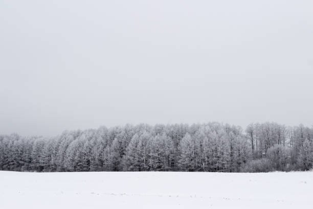 istock White winter landscape in the forest. 646424804