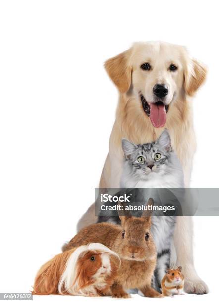 Gruppo Di Diversi Animali Domestici - Fotografie stock e altre immagini di Animale da compagnia - Animale da compagnia, Gatto domestico, Cane