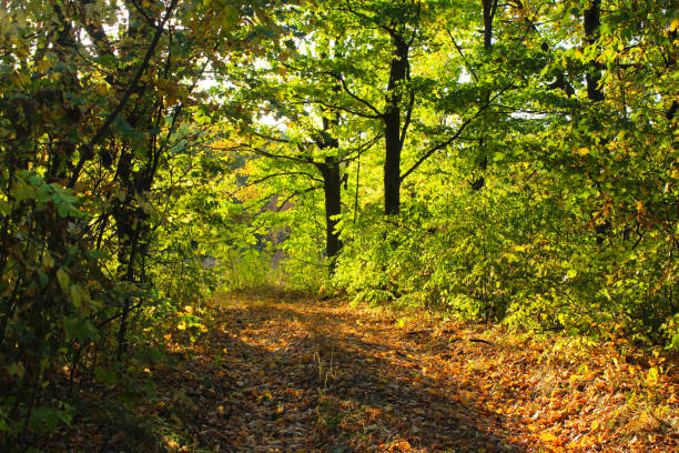 The road in the woods