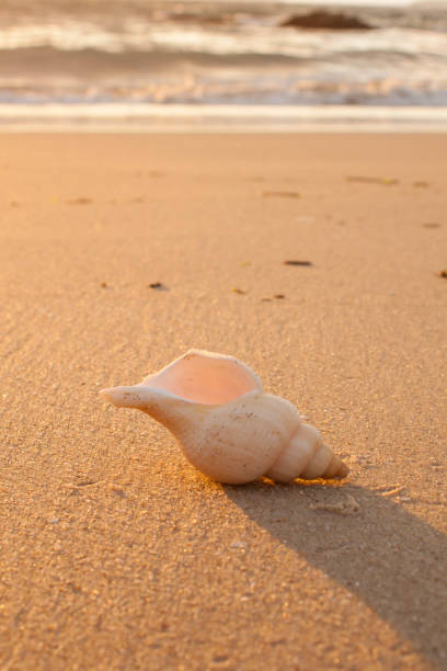 istock large conch shell in the sand of the beach 646435134