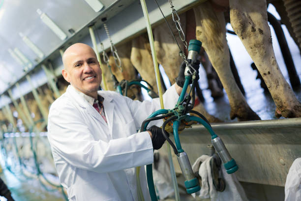 istock Employee with cow milking machines 646435336
