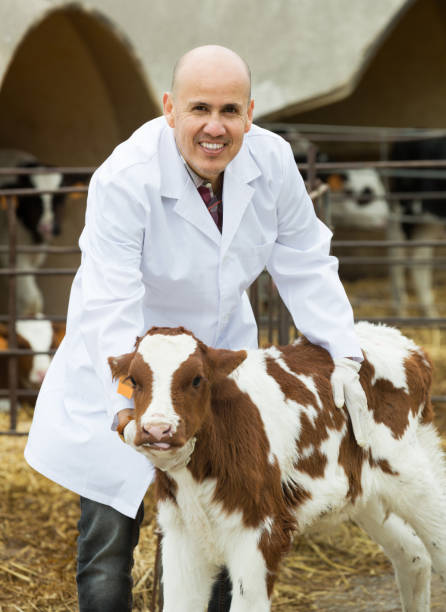 istock Employee nursing cattle in cowhouse 646435780