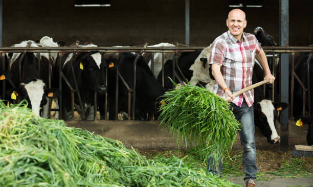 istock Farmer feeding cows with grass in farm 646435782