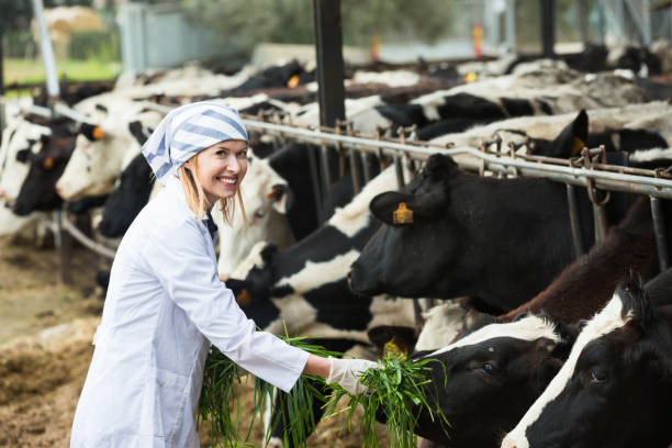 istock Young woman feeding cows with grass at cowhouse 646436054