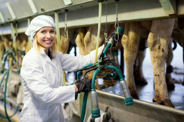 istock Female technician working with milking machines 646436056