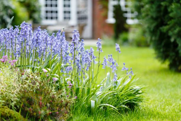 Bluebells in garden