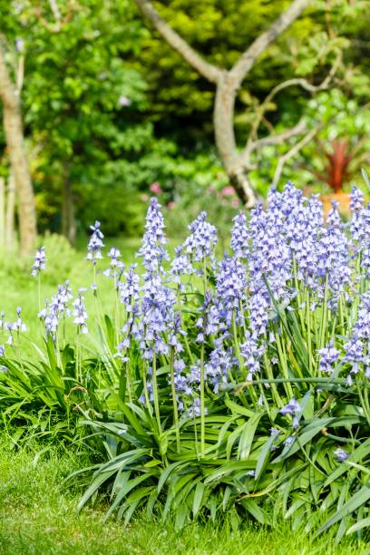 istock Bluebells in garden 646437420