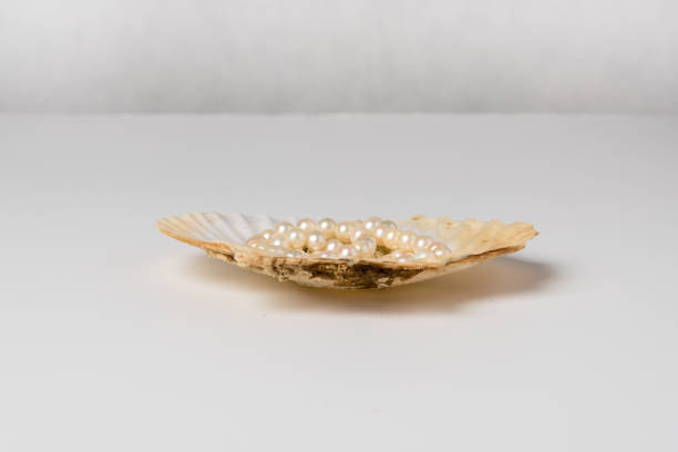 istock One scallop shell with pearl necklace 646439406