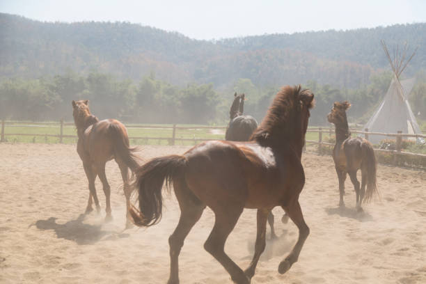 istock horses playing in the san stable in the afternoon 646444944