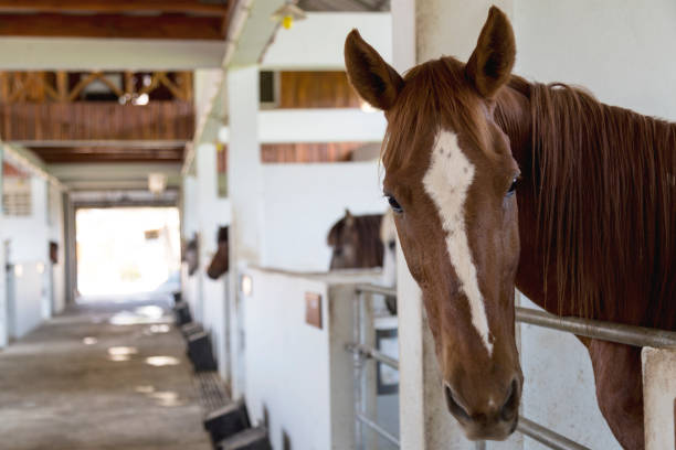 istock beautiful brown horse looking at camera in the barn 646444952
