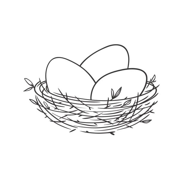 illustrazioni stock, clip art, cartoni animati e icone di tendenza di nido con uova isolate su bianco - nido di animale