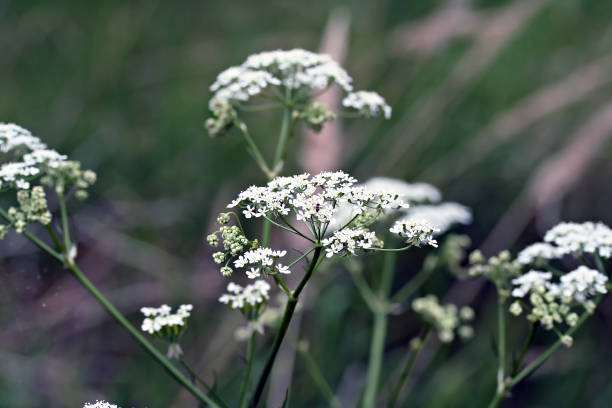 istock White wildflower Aegopodium podagraria 646470588