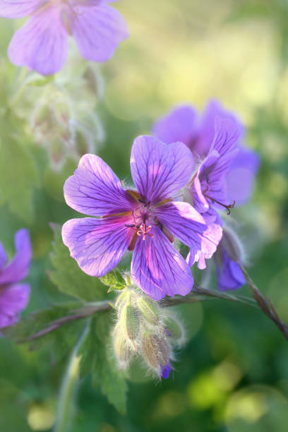 geranium pratense (geranium łąkowe) - geranium pratense zdjęcia i obrazy z banku zdjęć