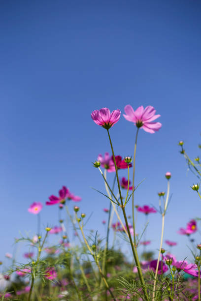 istock Summer cosmos flower garden 646478686