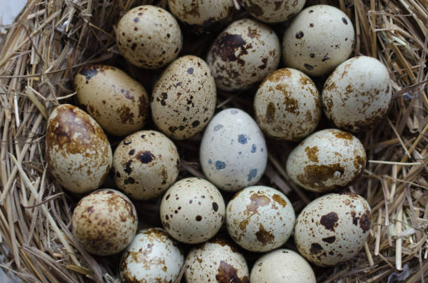 istock Quail eggs in the nest 646480860