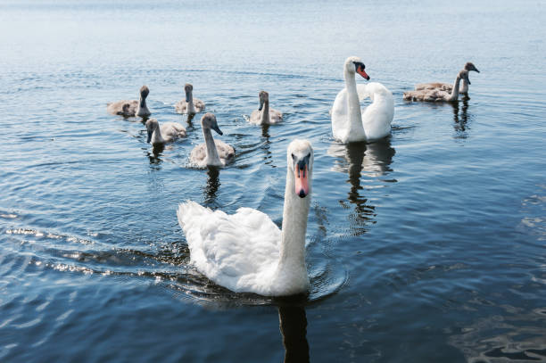 istock Swans family on a lake 646484406