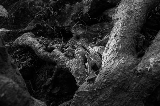 istock dark tree roots curve on dry land 646486062