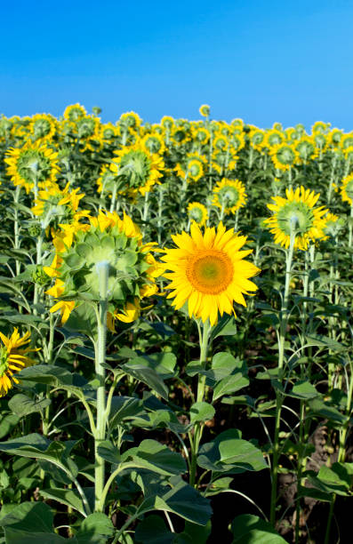 Blooming sunflower in a field on a sunny day. Sunflower in a field during flowering in the summer. alpine hulsea photos stock pictures, royalty-free photos & images