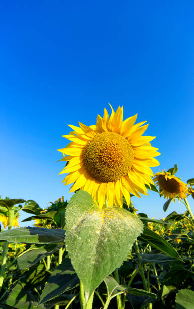 Blooming sunflower in a field on a sunny day. Sunflower in a field during flowering in the summer. alpine hulsea photos stock pictures, royalty-free photos & images