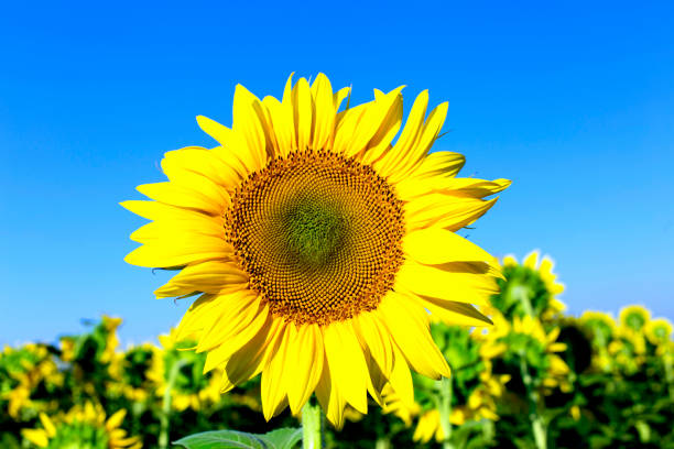 Blooming sunflower in a field on a sunny day. Sunflower in a field during flowering in the summer. alpine hulsea photos stock pictures, royalty-free photos & images