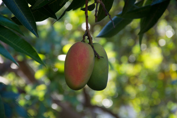 istock Tropical paradise - exotic mangoes fruit riping on the tree 646494306