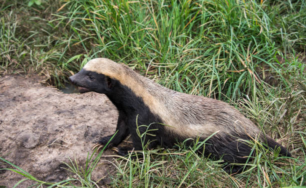istock african honey ratel 646494746