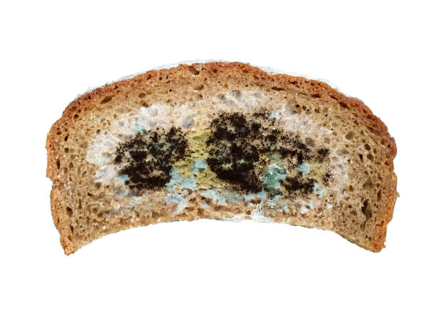 istock One slice of moldy bread 646499120