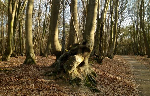 istock Group of beech trees in the forest 646499502