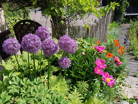 Allium, Giganteum