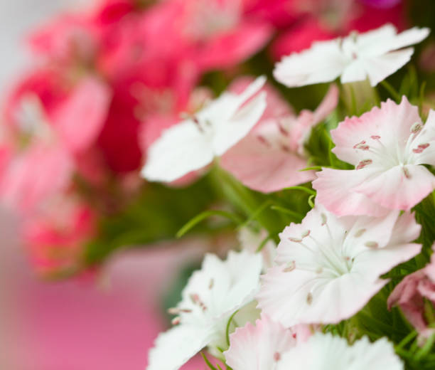 istock Pink and white sweet-william like spring background outdoor, blurred 646504420