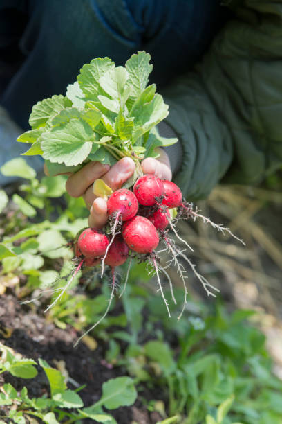 istock radish from the garden 646505408