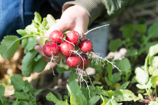 istock radish from the garden 646506950