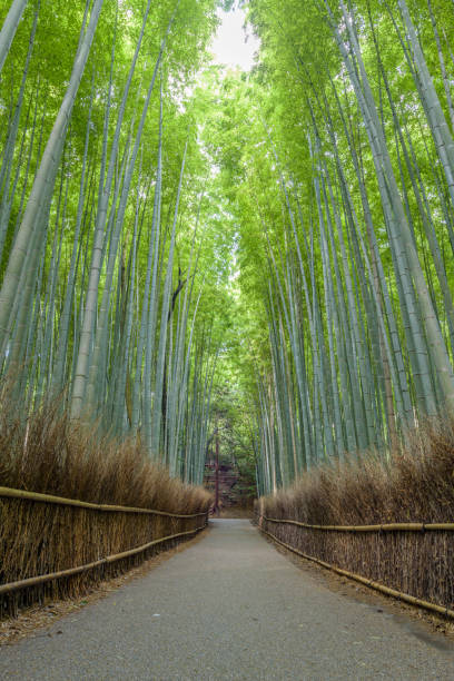 istock Bamboo forest in Arashiyama, Kyoto Japan 646516510