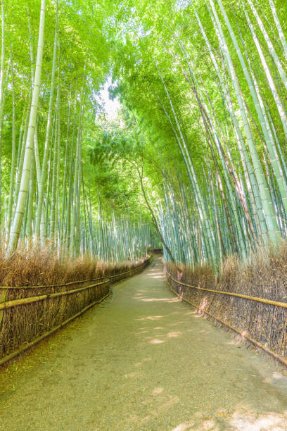 istock Bamboo forest in Arashiyama, Kyoto Japan 646516946