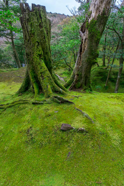 istock 2 green tree trunks covered in moss in Japanese zen garden. 646518766