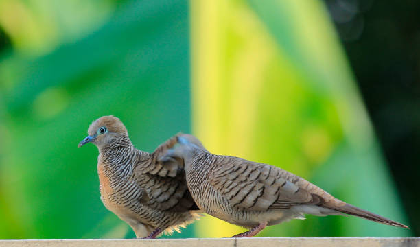 istock Dove selective focus perched on wall. birds in love as valentine love symbol. 646520570