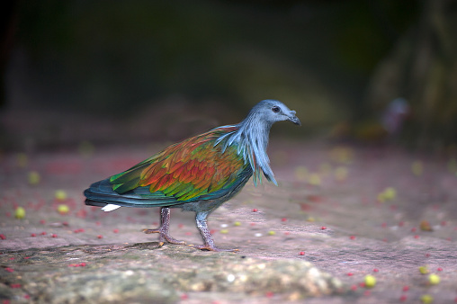 The Nicobar pigeon (Caloenas nicobarica) is a pigeon found on small islands and in coastal regions from the Andaman and Nicobar Islands, India, east through the Malay Archipelago, to the Solomons and Palau.