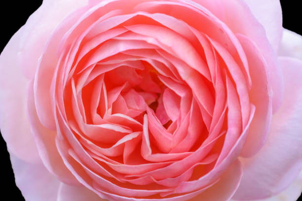 istock Close-up Beautiful pink rose flower 646520726